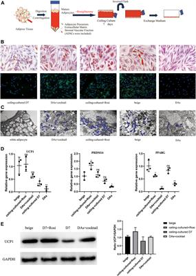 Ceiling culture of human mature white adipocytes with a browning agent: A novel approach to induce transdifferentiation into beige adipocytes